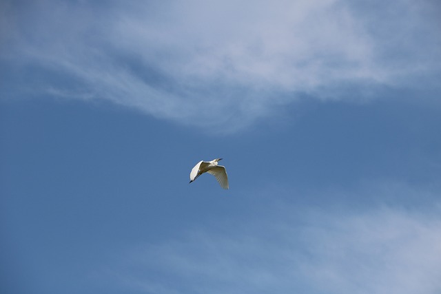 阿尔巴阿尔巴 鸟 水 - 上的免费照片