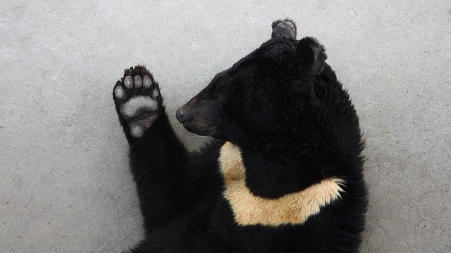 黑熊 亚洲黑熊 月熊 - 上的免费照片