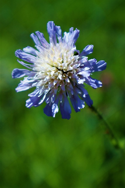 花 外地 Scabious 自然 - 上的免费照片