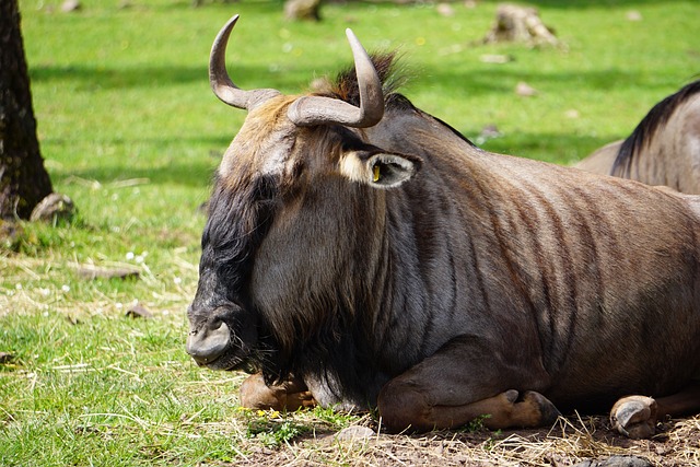 Gnu 动物园 - 上的免费照片