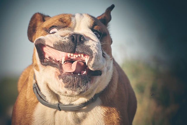 英国斗牛犬 斗牛犬 微笑 - 上的免费照片