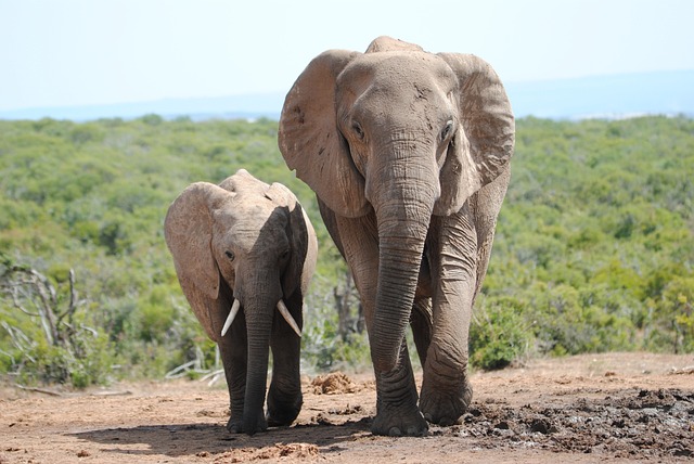 大象 家庭 荒野 - 上的免费照片