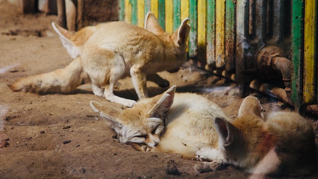 狐狸 耳廓狐 Fennec Fox - 上的免费照片