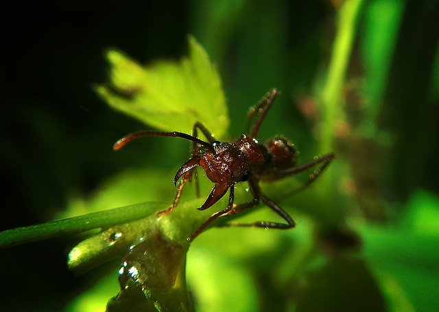 Bachaco 蚂蚁 巢 - 上的免费照片