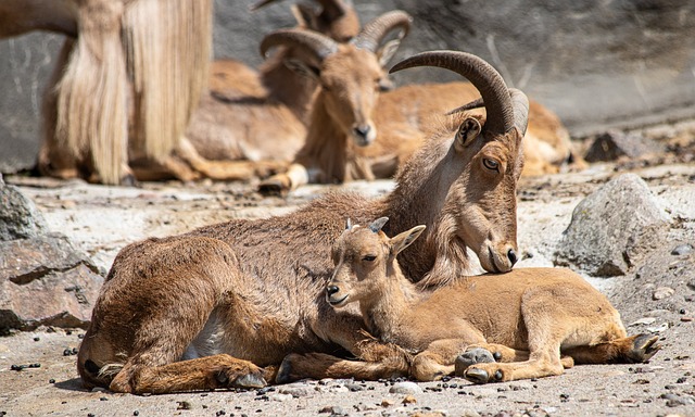 鬃毛斯普林格 Aoudad 羊 哺乳动物 - 上的免费照片