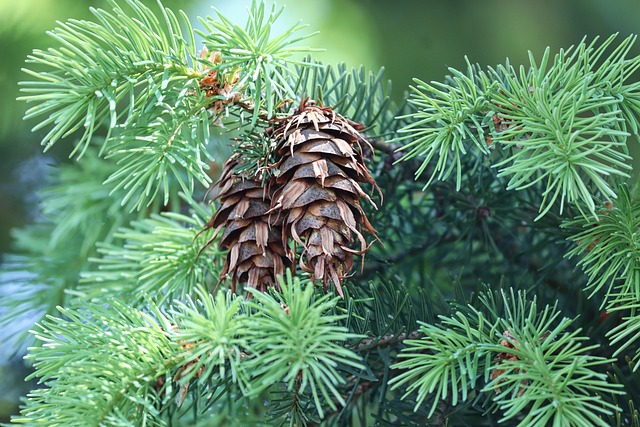 轻敲 Pseudotsuga Menziesii 道格拉西 - 上的免费照片