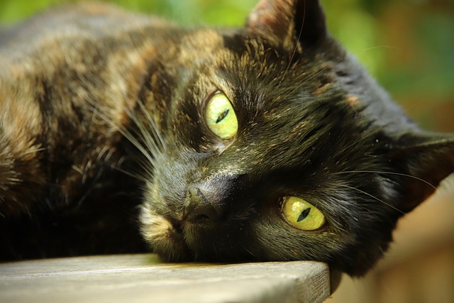 猫 猫眼 玳瑁 - 上的免费照片