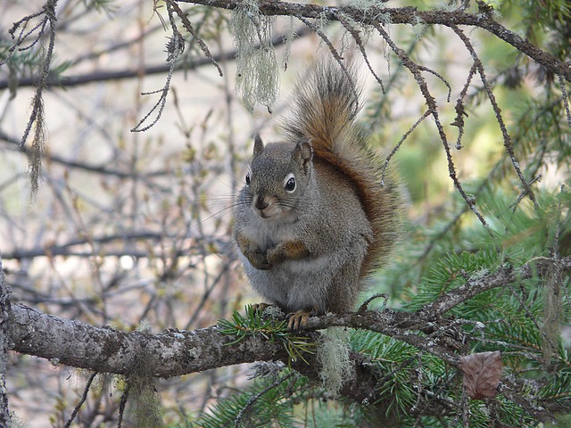 松鼠 红松鼠 北美洲的红松鼠 - 上的免费照片