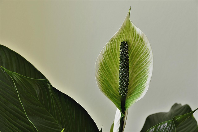 鞘叶 和平百合 观赏植物 - 上的免费照片