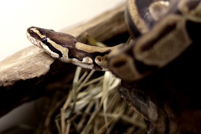 蛇 红尾巴Boa 爬虫 - 上的免费照片