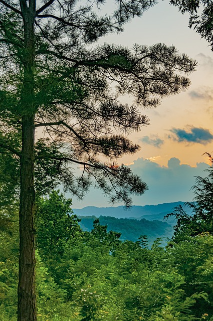 西弗吉尼亚州 树木 山 - 上的免费照片