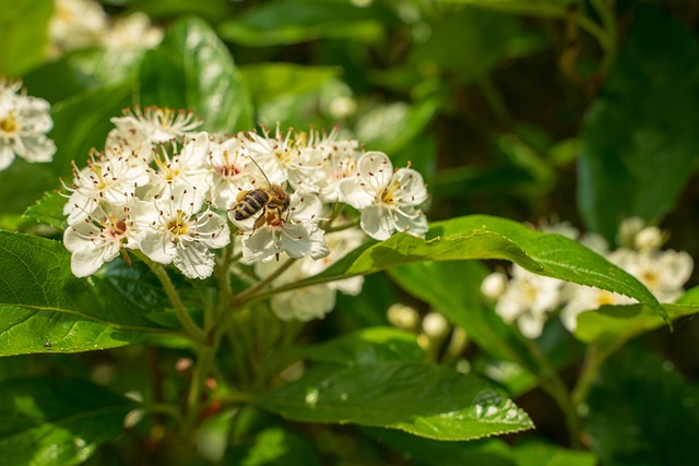 蜜蜂 野生蜂 开花 - 上的免费照片