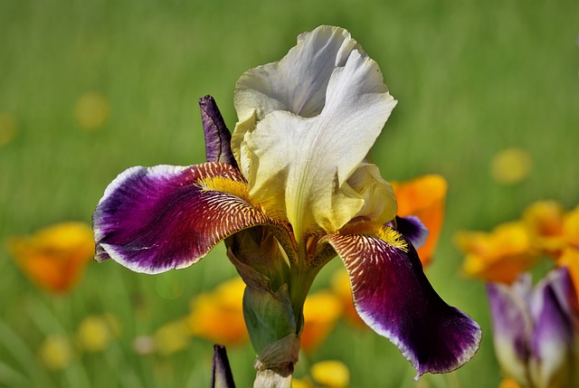 虹膜 剑百合 Iridaceae - 上的免费照片