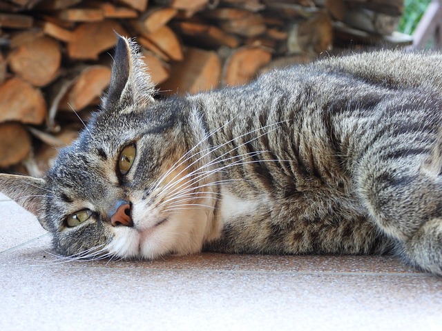 猫 达乔维茨 动物 - 上的免费照片