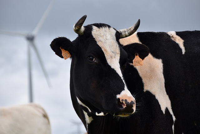 牛 荷斯坦的牛 黑色和白色的 - 上的免费照片