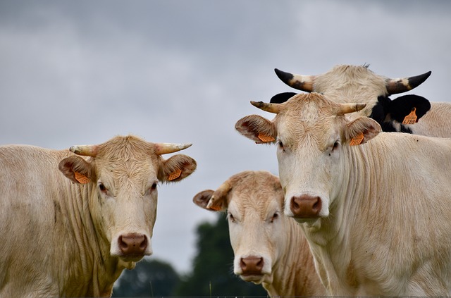 母牛 奶奶牛 长角牛 - 上的免费照片