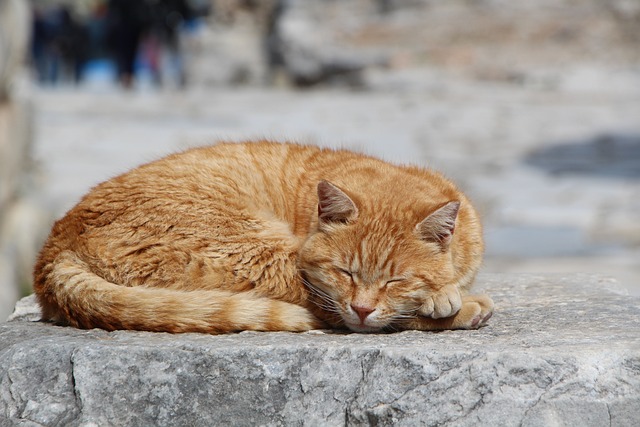 猫 自然 动物 - 上的免费照片