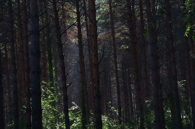 密林 松树 - 上的免费照片