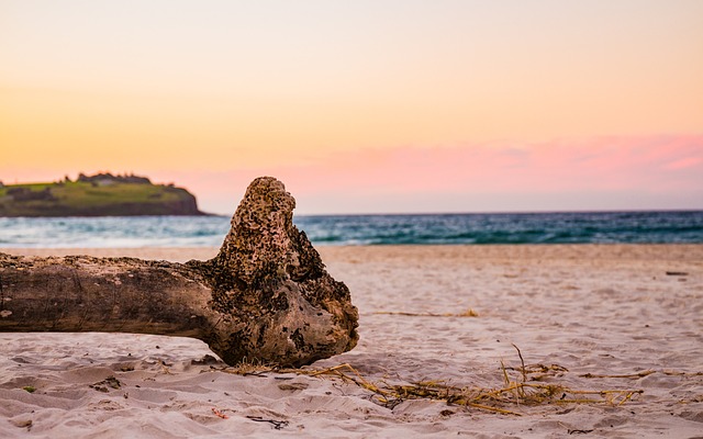 海滩 日落 漂木 - 上的免费照片