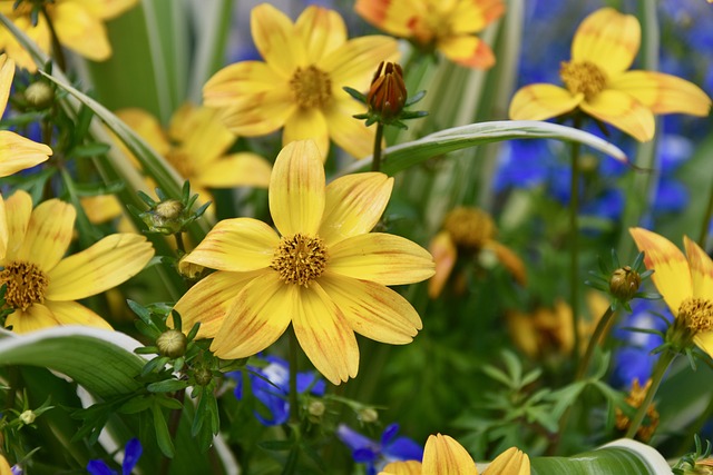 花 黄色的花 自然 - 上的免费照片