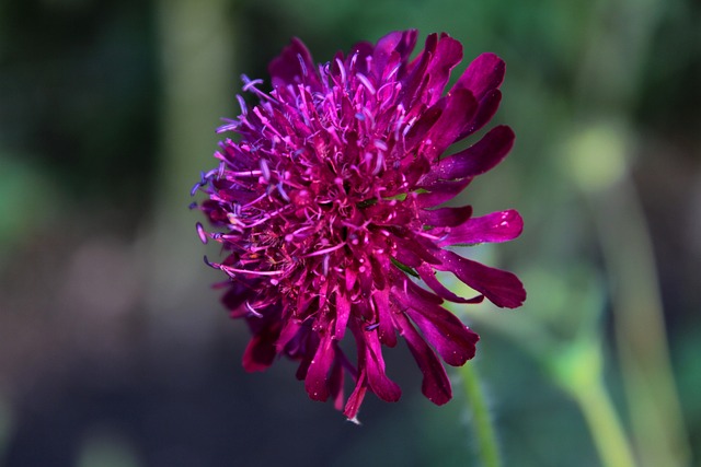 Knautia Macedonica Beemdkroon 花卉 - 上的免费照片