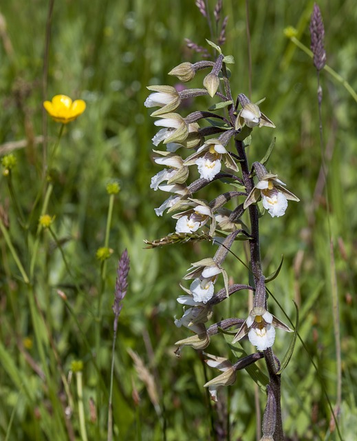 沼泽-Helleborine 野花 兰花 - 上的免费照片