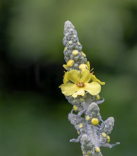 Mullein 伟大的 野花 - 上的免费照片