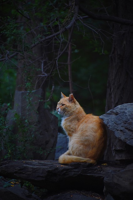 猫 动物 睡觉 - 上的免费照片