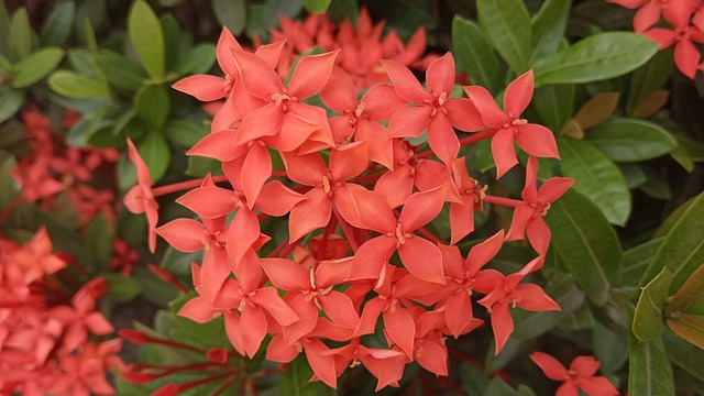 达芙妮花 粉红色的花朵 开花 - 上的免费照片