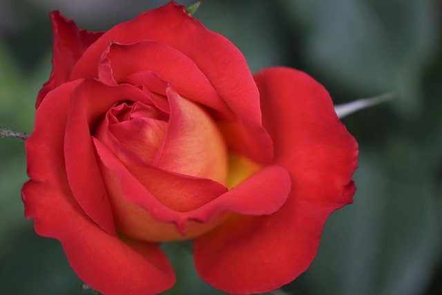 红黄玫瑰 Alinka 丰富多彩的 - 上的免费照片