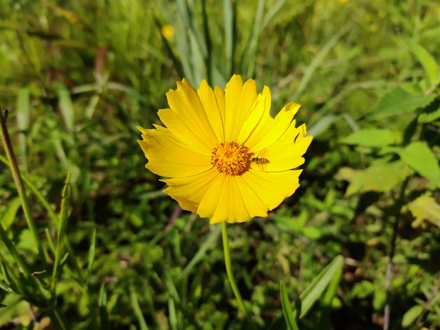 蜱种子 花 开花 - 上的免费照片