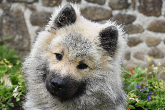 狗 狗Eurasier 狗的奥拉夫的蓝色 - 上的免费照片