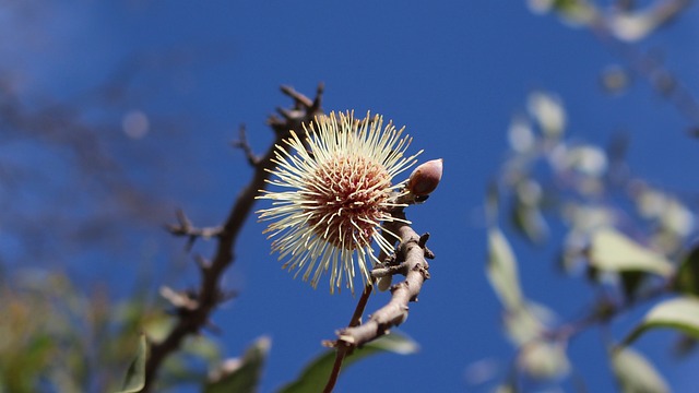 针垫Hakea 花 球形 - 上的免费照片