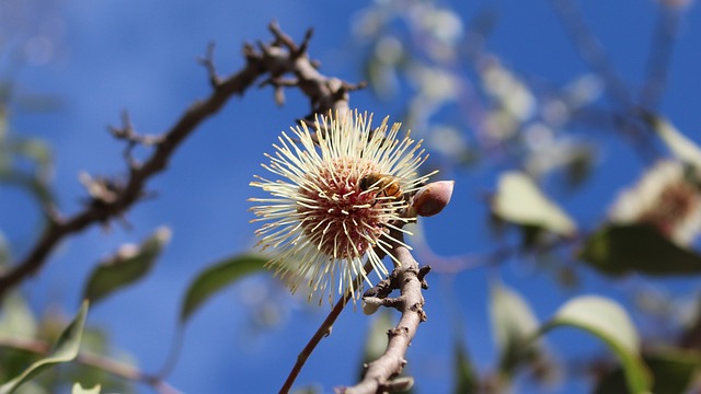 授粉 蜜蜂 针垫Hakea - 上的免费照片