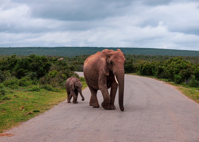 大象 南非 性质 - 上的免费照片