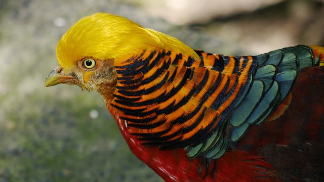 红腹锦鸡 鸟 自然 - 上的免费照片