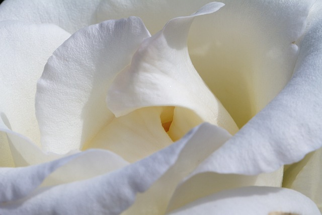 玫瑰 白色的 开花 - 上的免费照片