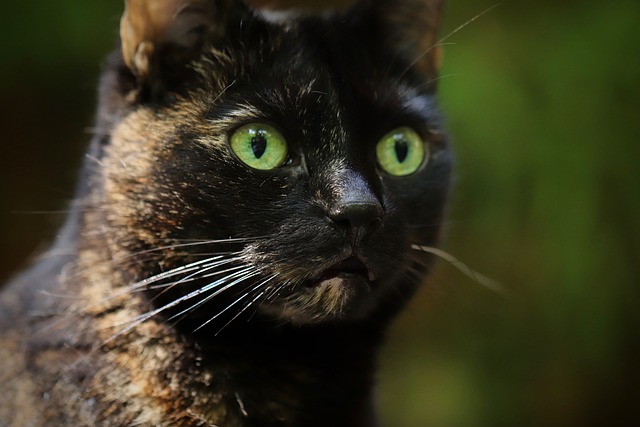 猫 家猫 玳瑁 - 上的免费照片