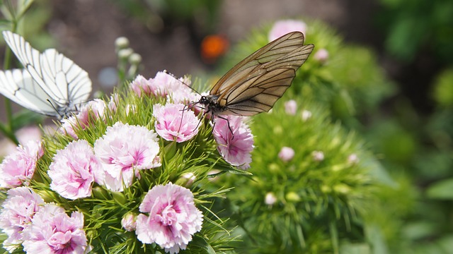 石竹 蝴蝶 山楂绢粉蝶 - 上的免费照片