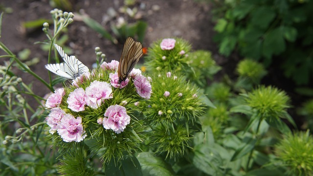 石竹 蝴蝶 山楂绢粉蝶 - 上的免费照片