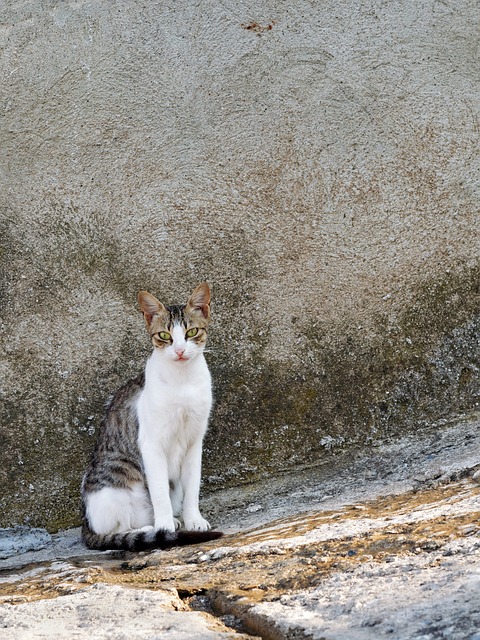 希腊街猫在石阶上 希腊群岛 街猫 - 上的免费照片