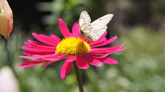 除虫菊 蝴蝶 山楂绢粉蝶 - 上的免费照片