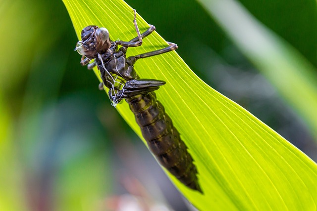 蜻蜓 动物 昆虫 - 上的免费照片