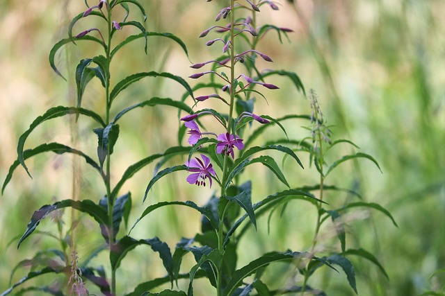 Epilobium 狭叶兰 月见草植物 尖花 - 上的免费照片