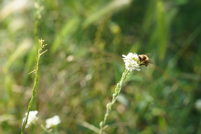 蜜蜂 野生蜂 昆虫 - 上的免费照片