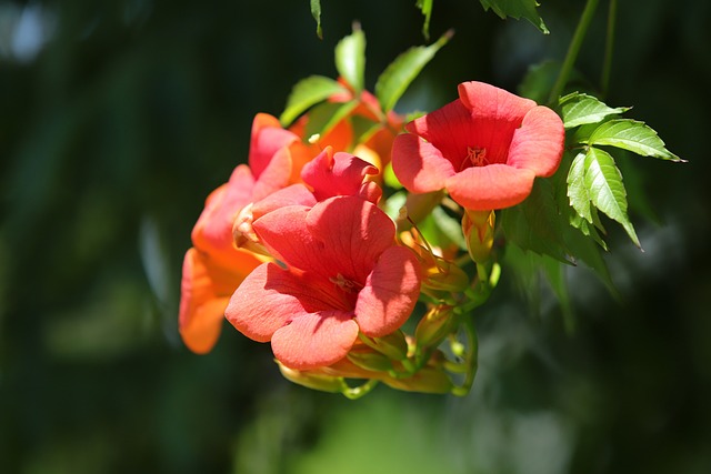 Campsis 花 大自然 - 上的免费照片