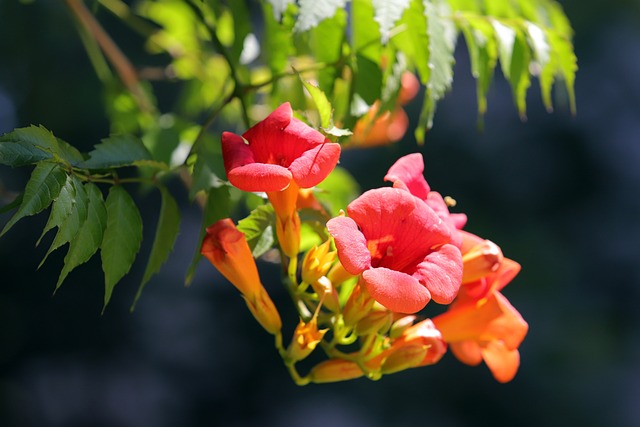 Campsis 花 大自然 - 上的免费照片