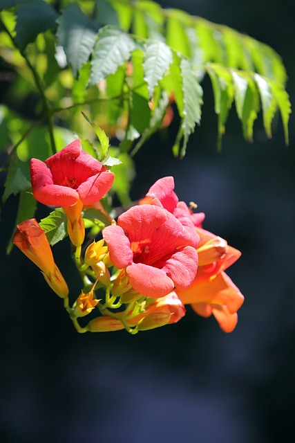 Campsis 花 大自然 - 上的免费照片