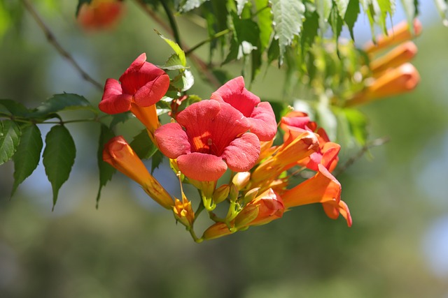 Campsis 花 大自然 - 上的免费照片