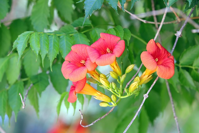 Campsis 花 大自然 - 上的免费照片